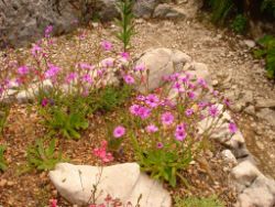 2013-08-18_Regina-F-Rau_Schachen_Blumen  (170).JPG